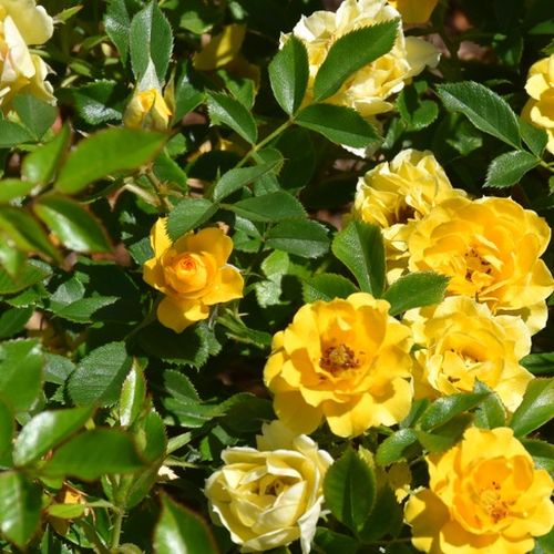 Sárga - Rózsa - Luccy® - Online rózsa rendelés